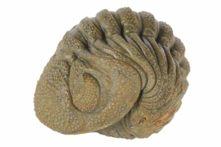 Wide, Bumpy Enrolled Morocops Trilobite #125144